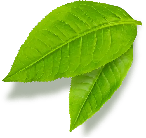 Leafs left def - - Discovered